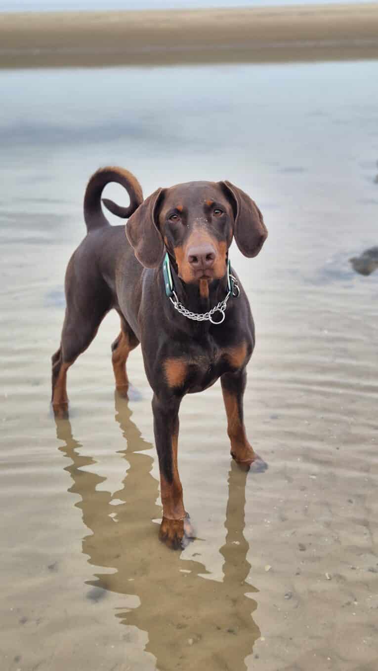 A brown and tan Dobermann, wearing a Martingale / Half-Check Collar, stands in shallow water on a sandy beach with its tail curled upward. The background features more water and a distant sandy shoreline.