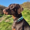 A brown Dobermann wearing a blue Martingale / Half-Check Collar sits outside on a sunny day, with green grass, bushes, and a clear blue sky in the background.
