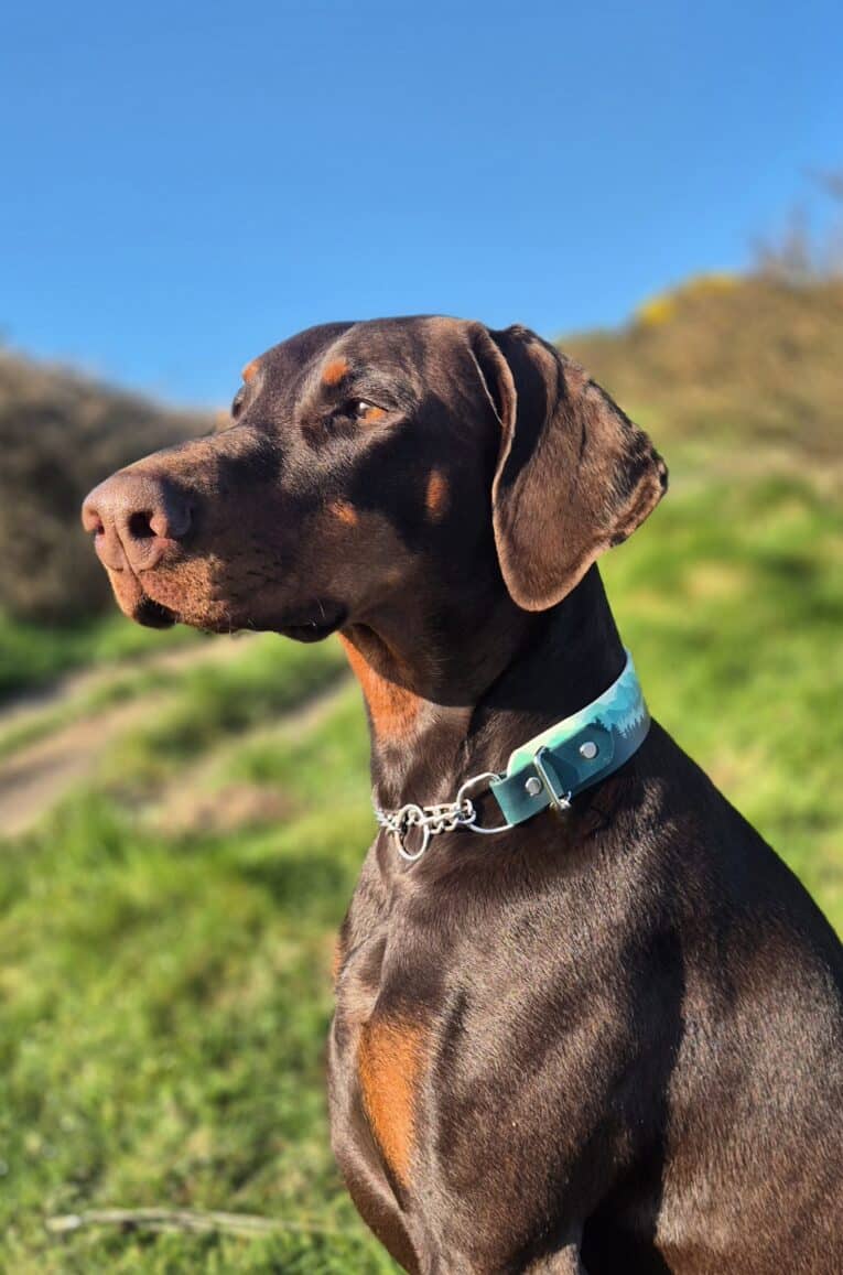 A brown Dobermann wearing a blue Martingale / Half-Check Collar sits outside on a sunny day, with green grass, bushes, and a clear blue sky in the background.