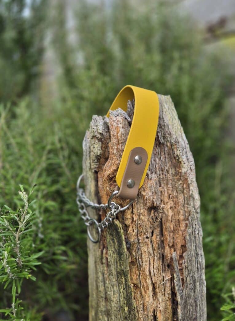 A Martingale / Half-Check Collar in yellow with metal studs and chain rests on a weathered tree stump, amidst lush green foliage.
