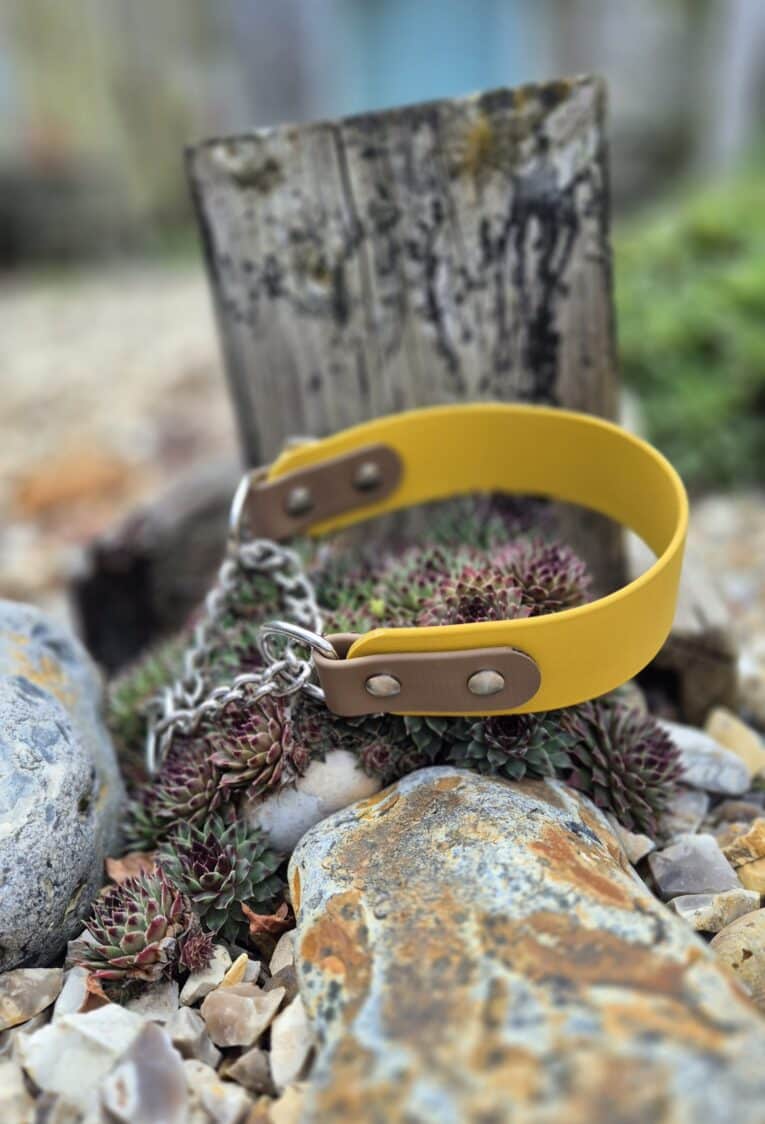 A yellow Martingale / Half-Check Collar with a metal chain rests atop small succulents, surrounded by rocks and gravel, with a weathered wooden post in the background.