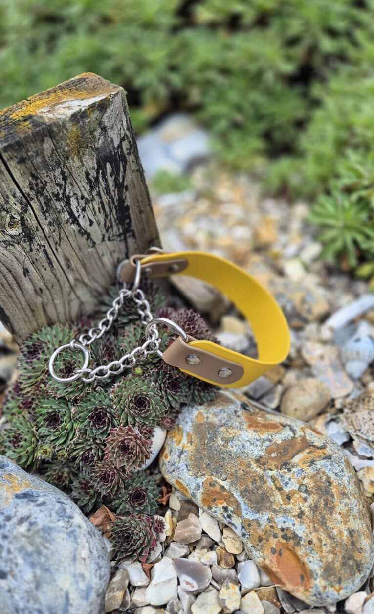 A yellow metal Martingale / Half-Check Collar sits atop a cluster of green succulents and rocks near a weathered wooden post, with lush greenery in the background.