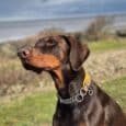 A Dobermann wearing a yellow Martingale / Half-Check Collar sits alert on grass. The background features blurred greenery, rocks, and a cloudy sky near water.