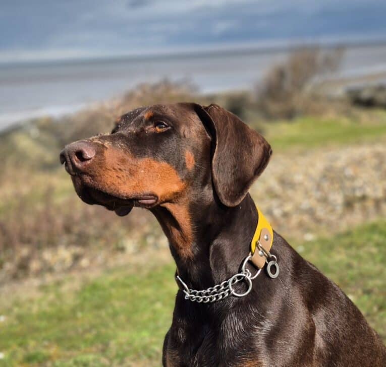 A Dobermann wearing a yellow Martingale / Half-Check Collar sits alert on grass. The background features blurred greenery, rocks, and a cloudy sky near water.