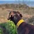 A brown dog wearing a bright yellow Martingale / Half-Check Collar looks out over a blurred green landscape with water in the distance beneath a blue sky.