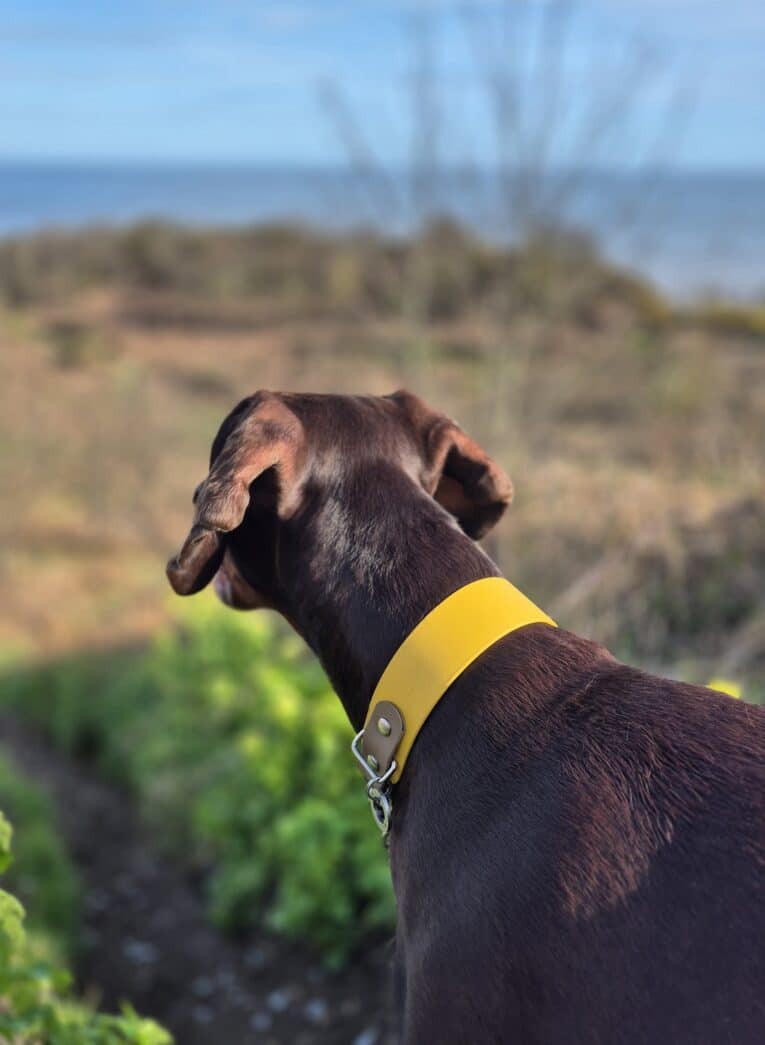 A brown dog wearing a bright yellow Martingale / Half-Check Collar looks out over a blurred green landscape with water in the distance beneath a blue sky.