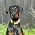 A black and tan Dobermann with a green and pink collar sits outside in sunlight, with a dark wooden fence and green plants in the background.