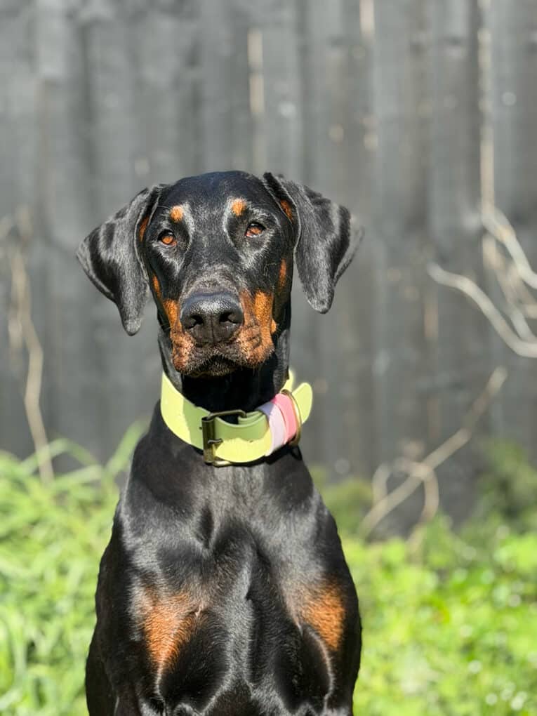 A black and tan Dobermann with a green and pink collar sits outside in sunlight, with a dark wooden fence and green plants in the background.