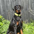 A black and tan Dobermann sits on green grass in front of a black wooden fence, wearing a light yellow collar, with some green plants visible beside it.