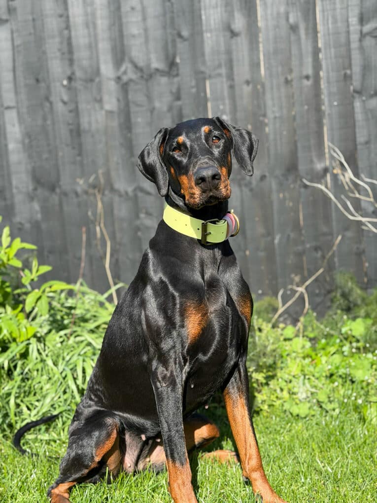 A black and tan Dobermann sits on green grass in front of a black wooden fence, wearing a light yellow collar, with some green plants visible beside it.