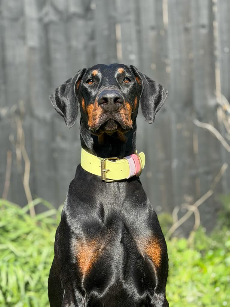 Sleek black Dobermann wearing a handmade BioThane dog collar in yellow and pink, seated outdoors against a blurred woodland backdrop.