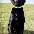 A black Labrador sits on grass under a clear sky, wearing a bright yellow Centre O-Ring Collar / Gundog Collar with a "RUM" tag, looking upwards with a calm and attentive expression.