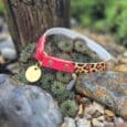 The Avocado Grove Two Colour Collar (Copy), featuring pink and leopard print with a gold tag, rests on succulents and rocks near a weathered wooden post in an Avocado Grove garden.