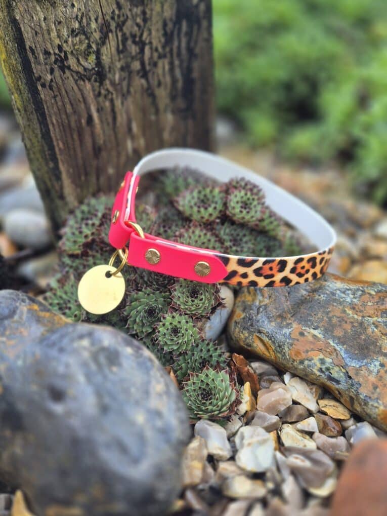 The Avocado Grove Two Colour Collar (Copy), featuring pink and leopard print with a gold tag, rests on succulents and rocks near a weathered wooden post in an Avocado Grove garden.