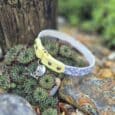 The Avocado Grove Two Colour Collar (Copy) in blue and yellow, featuring a small bell, is displayed on green succulents and rocks in an outdoor garden setting.