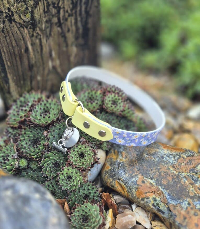 The Avocado Grove Two Colour Collar (Copy) in blue and yellow, featuring a small bell, is displayed on green succulents and rocks in an outdoor garden setting.