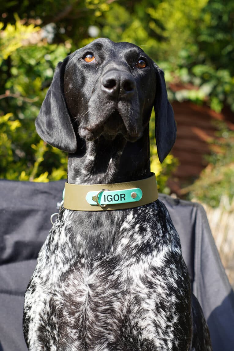 Black and white spotted dog wearing a tan handmade BioThane collar personalised with the name Igor, outdoors among green foliage.