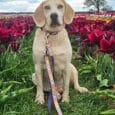 Yellow Labrador wearing a printed tapered hound collar with colourful diamond pattern, sitting in a vibrant tulip field.