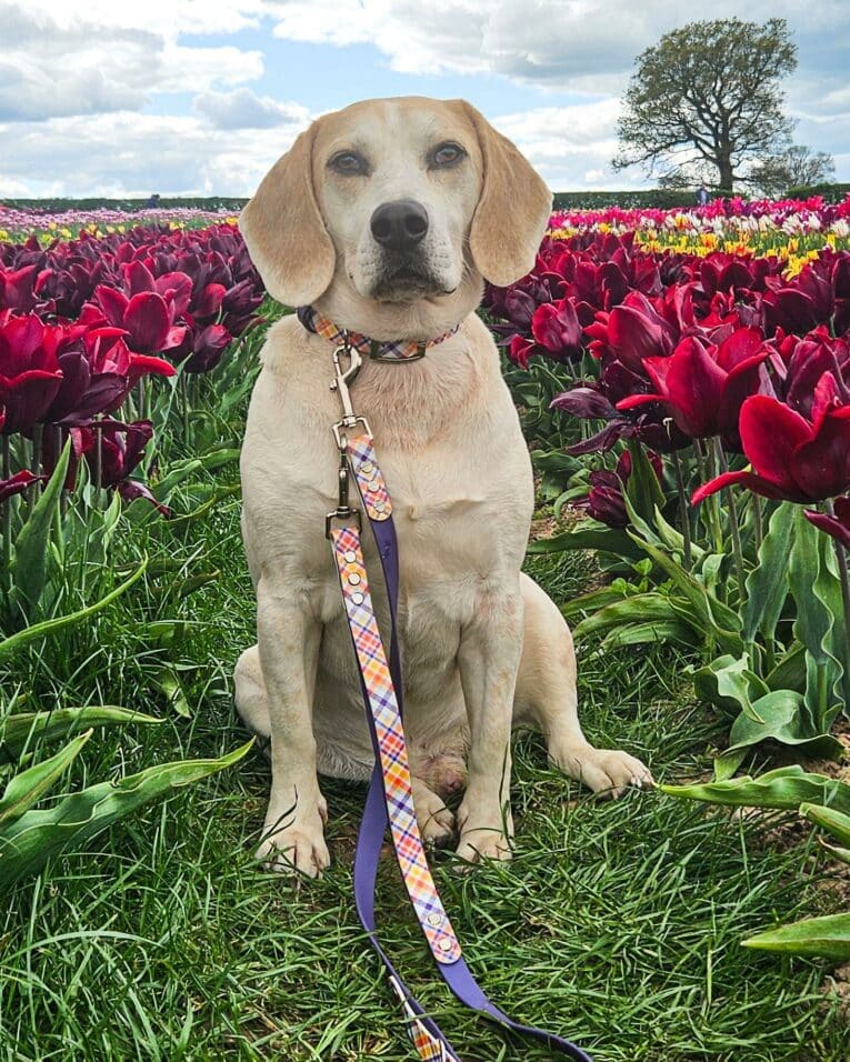 Yellow Labrador wearing a printed tapered hound collar with colourful diamond pattern, sitting in a vibrant tulip field.