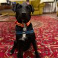 Black Labrador wearing orange BioThane nameplate collar with navy blue band, sitting on red patterned rug indoors.