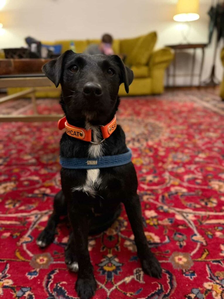 Black Labrador wearing orange BioThane nameplate collar with navy blue band, sitting on red patterned rug indoors.