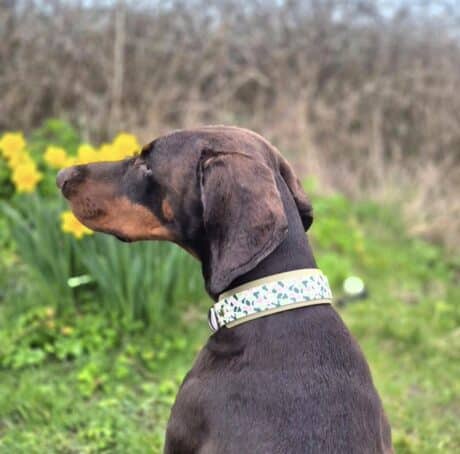 Chocolate brown dog wearing a printed tapered hound collar with leaf pattern, sitting in spring garden with yellow flowers.