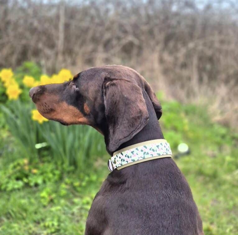 Chocolate brown dog wearing a printed tapered hound collar with leaf pattern, sitting in spring garden with yellow flowers.