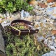 Adjustable BioThane martingale half-check collar with brass hardware displayed on rocks in a garden setting.