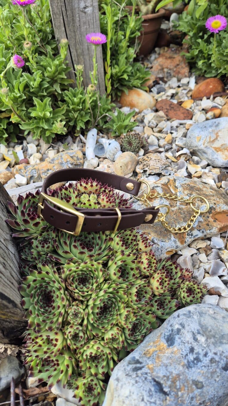Adjustable BioThane martingale half-check collar with brass hardware displayed on rocks in a garden setting.