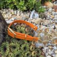 Bright orange adjustable martingale half-check collar with chain detail, displayed among succulents and garden stones.