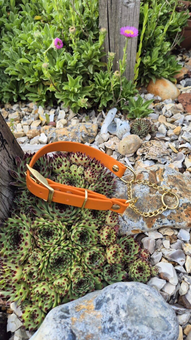 Bright orange adjustable martingale half-check collar with chain detail, displayed among succulents and garden stones.