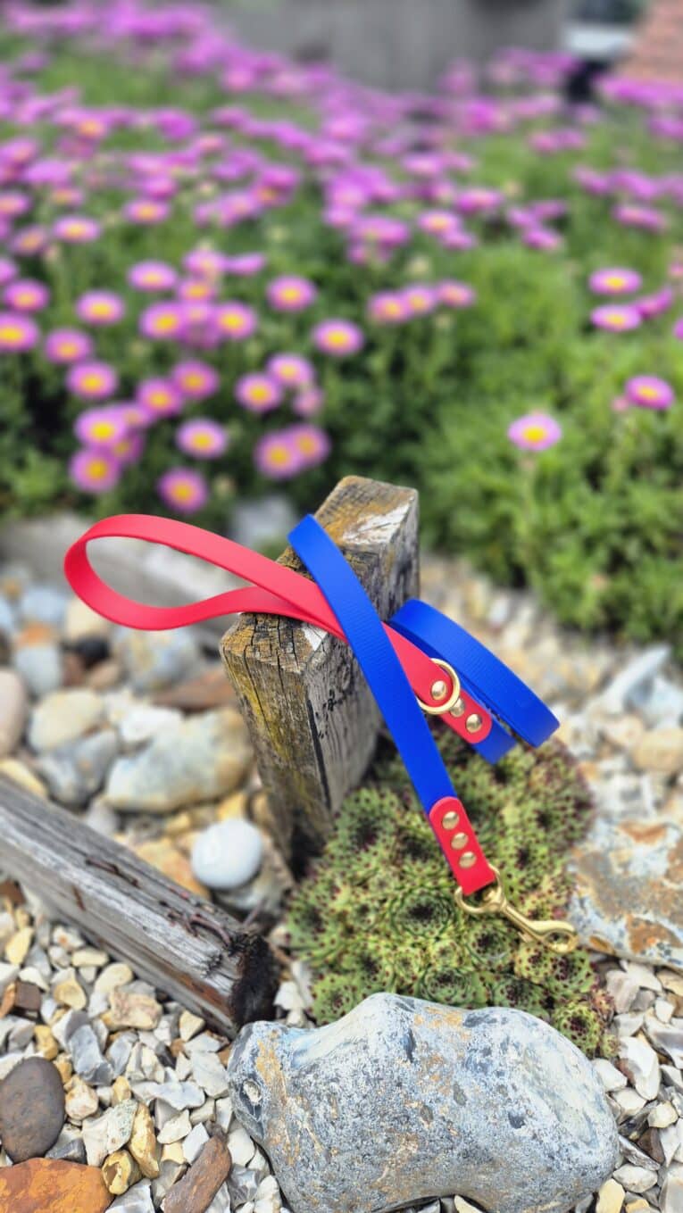 Red and blue BioThane dog lead with brass hardware displayed on weathered wood in a garden setting.
