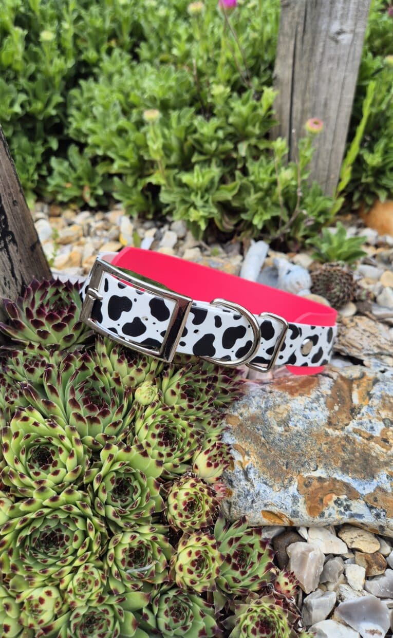 Printed double layer hound collar in cow print with hot pink BioThane, displayed among succulents in a garden setting.
