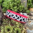 Printed double layer hound collar with cow print design and hot pink trim, displayed among succulents in a garden setting.