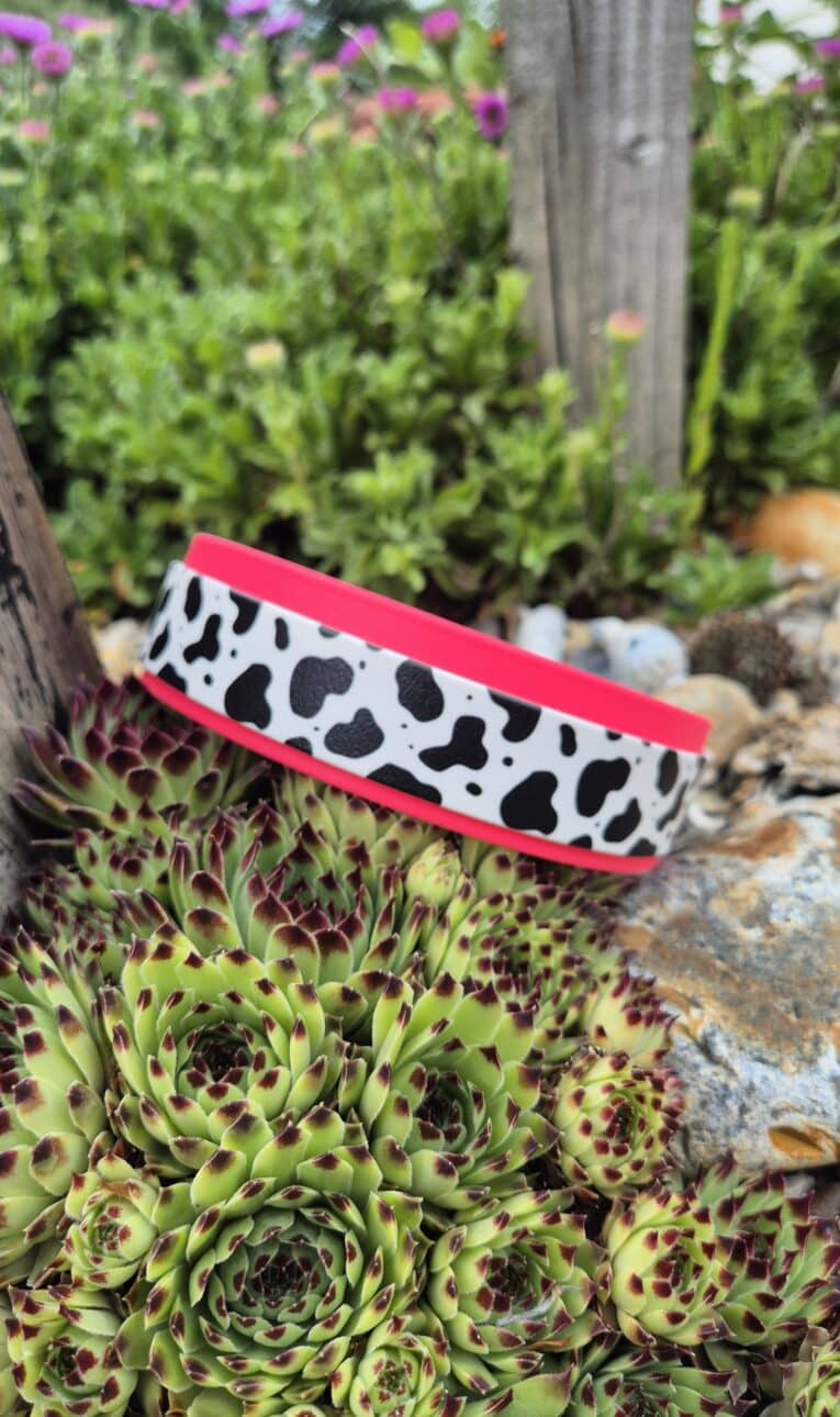Printed double layer hound collar with cow print design and hot pink trim, displayed among succulents in a garden setting.