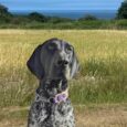 Black and white spotted dog wearing a purple BioThane martingale half check collar in a sunny field overlooking the coast.
