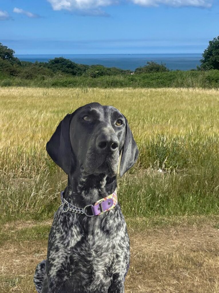 Black and white spotted dog wearing a purple BioThane martingale half check collar in a sunny field overlooking the coast.