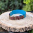 Bright blue tapered hound collar with antique brass buckle and D-ring, displayed on natural wood
