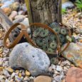Light brown figure of eight head collar in BioThane, displayed on succulent plants amongst stones and weathered wood.