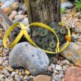 Pastel yellow figure of eight head collar displayed on succulents among pebbles and driftwood.