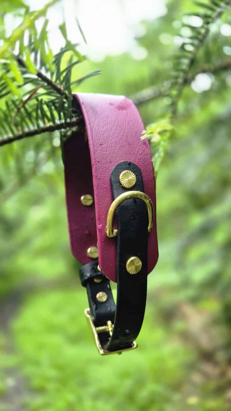 Custom tapered hound collar in burgundy and black BioThane with brass hardware detail, hung on garden foliage.