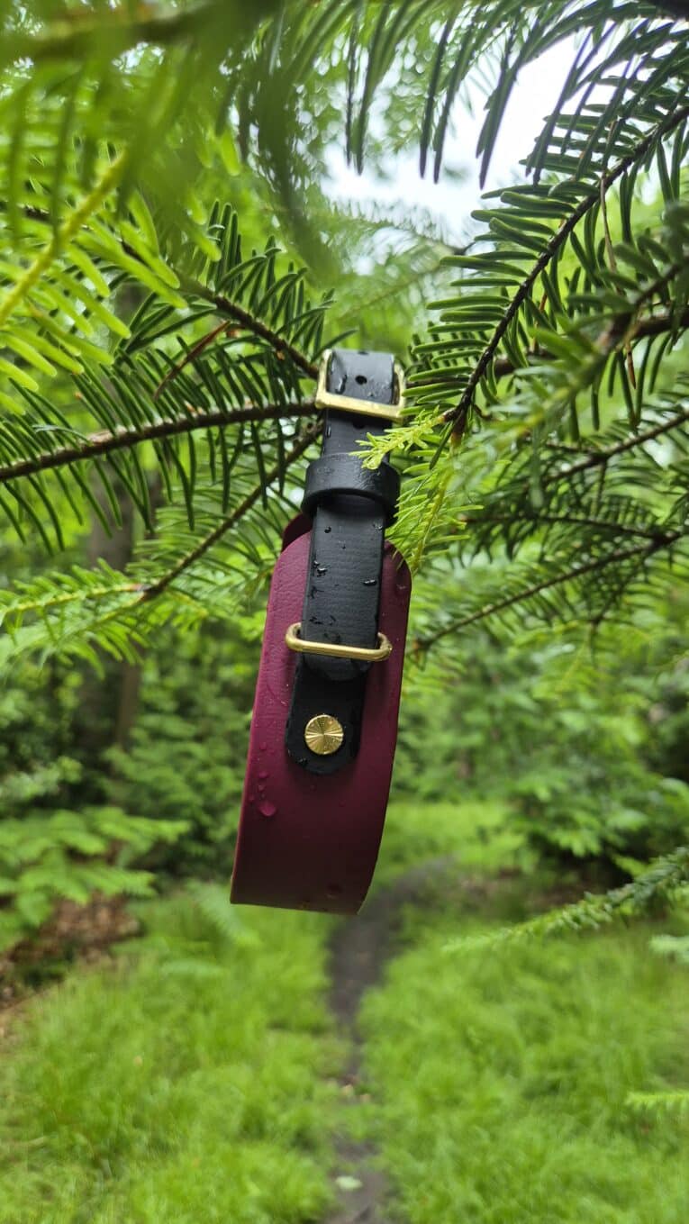 Burgundy and black tapered hound collar with brass hardware, suspended among vibrant green foliage, showcasing waterproof BioThane construction and customisable design.