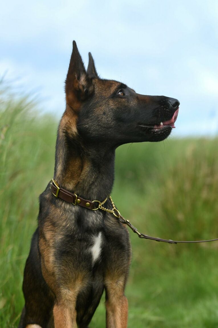 Alert black and tan dog wearing an adjustable martingale half-check collar with brass hardware, positioned in profile outdoors.