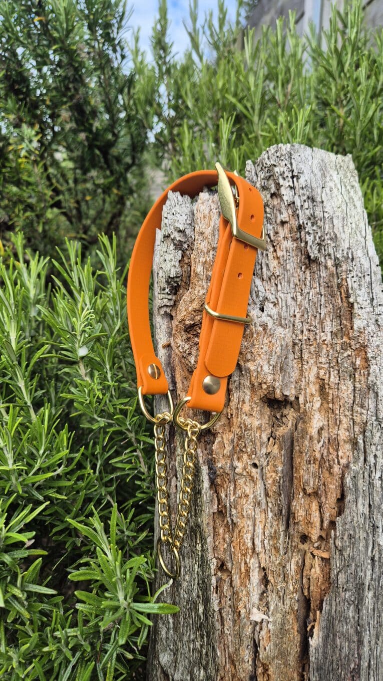 Bright orange waterproof martingale half-check collar with brass hardware and chain lead, displayed on weathered wood.