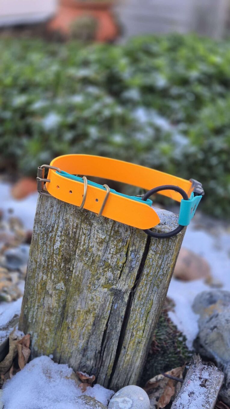 Bright orange and turquoise quick-snap bungee collar with lockable buckle displayed on weathered wooden post.