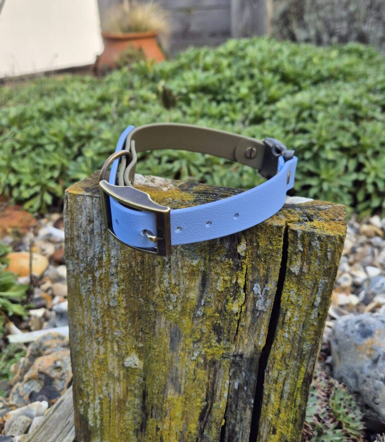 Bright blue BioThane remote collar strap with black hardware, displayed on a weathered wooden post in a garden setting.
