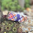 Vibrant tartan printed extra wide BioThane collar with purple webbing and metal D-ring, displayed on succulents.