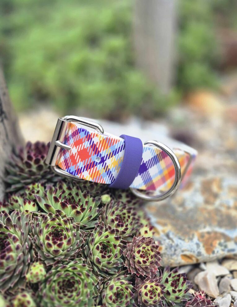 Vibrant tartan printed extra wide BioThane collar with purple webbing and metal D-ring, displayed on succulents.
