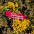 Bright pink BioThane centre ring collar with 'HAYLEY' nameplate, displayed on yellow flowering gorse plants.