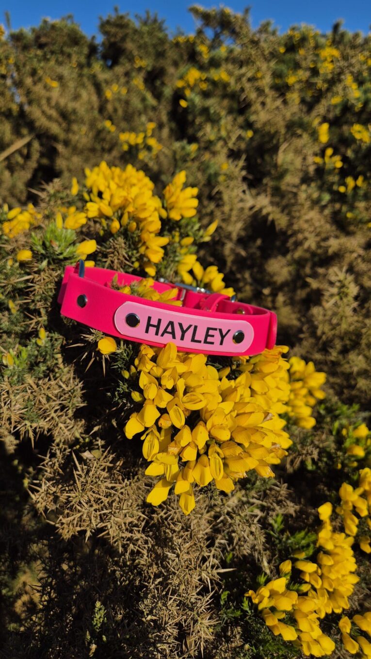 Bright pink BioThane centre ring collar with 'HAYLEY' nameplate, displayed on yellow flowering gorse plants.
